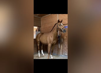 Wuerttemberg, Gelding, 14 years, 17 hh, Chestnut-Red