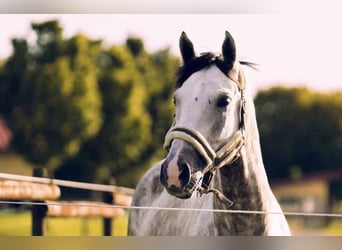 Wuerttemberg, Gelding, 14 years, 17 hh, Grey