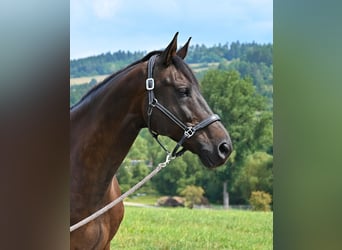 Wuerttemberg, Gelding, 14 years, 17 hh, Smoky-Black