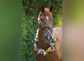 Wuerttemberg, Gelding, 14 years, 18 hh, Chestnut-Red