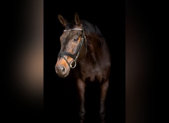 Wuerttemberg, Gelding, 14 years, Smoky-Black