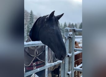 Wuerttemberg, Gelding, 15 years, 16.1 hh, Black