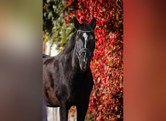 Württemberger, Wallach, 15 Jahre, 16,1 hh, Schwarzbrauner