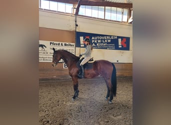 Wuerttemberg, Gelding, 15 years, 16,3 hh, Brown