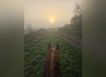 Wuerttemberg, Gelding, 15 years, 16,3 hh, Chestnut-Red