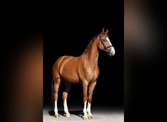 Wuerttemberg, Gelding, 15 years, 16 hh, Chestnut-Red