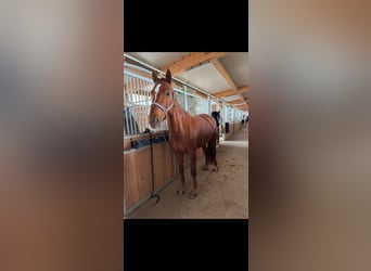 Wuerttemberg, Gelding, 15 years, 16 hh, Chestnut-Red