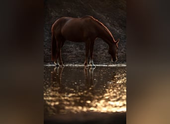 Wuerttemberg, Gelding, 15 years, 16,1 hh, Chestnut-Red