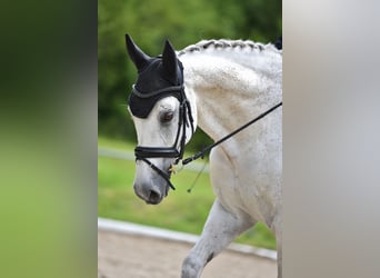 Wuerttemberg, Gelding, 15 years, 16,1 hh, Grey