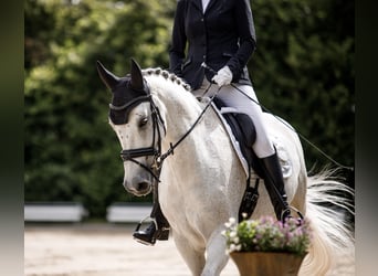 Wuerttemberg, Gelding, 15 years, 16,1 hh, Grey