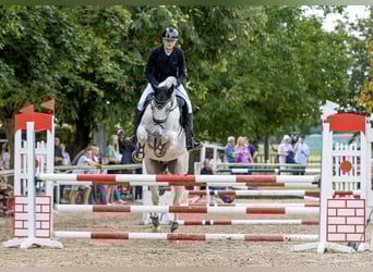Wuerttemberg, Gelding, 15 years, 16,1 hh, Grey