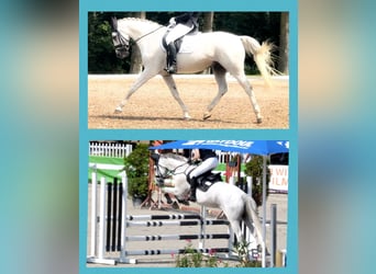 Wuerttemberg, Gelding, 15 years, 16,1 hh, Grey