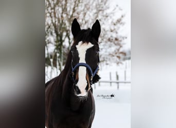 Wuerttemberg, Gelding, 15 years, 16,3 hh, Smoky-Black
