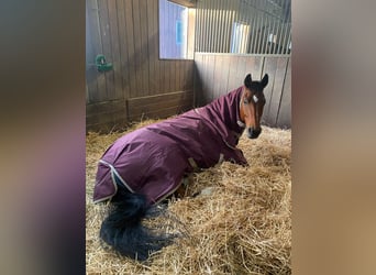Wuerttemberg, Gelding, 15 years, 17 hh, Brown