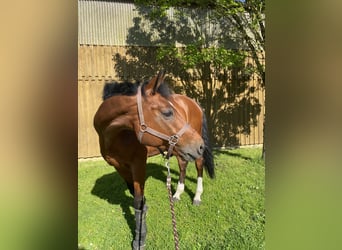 Wuerttemberg, Gelding, 15 years, 17 hh, Brown