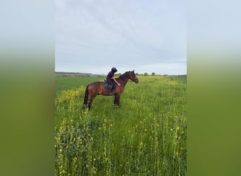 Wuerttemberg, Gelding, 15 years, 18.1 hh, Brown