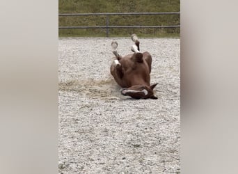 Wuerttemberg, Gelding, 16 years, 15.2 hh, Chestnut-Red
