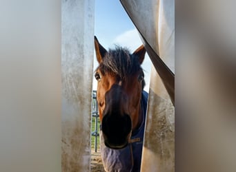 Württemberger, Wallach, 16 Jahre, 16 hh, Brauner