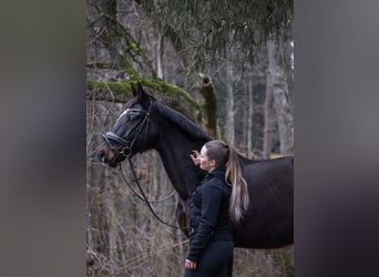 Wuerttemberg, Gelding, 16 years, 16,1 hh, Bay-Dark