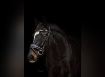 Wuerttemberg, Gelding, 16 years, 16,1 hh, Bay-Dark