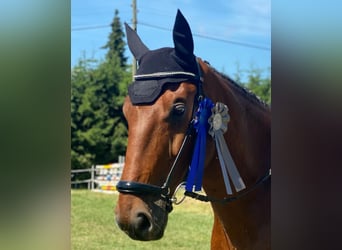 Wuerttemberg, Gelding, 16 years, 16,1 hh, Brown