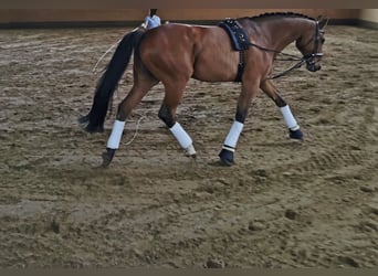 Wuerttemberg, Gelding, 16 years, 16,3 hh, Brown