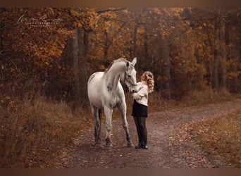 Wuerttemberg, Gelding, 16 years, 17 hh, Grey