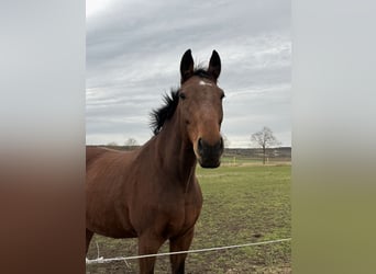 Wuerttemberg, Gelding, 17 years, 16.2 hh, Brown