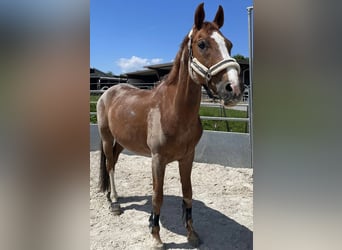 Wuerttemberg, Gelding, 17 years, 16 hh, Chestnut-Red