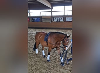 Wuerttemberg, Gelding, 17 years, 16,3 hh, Brown