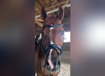 Wuerttemberg, Gelding, 17 years, 17 hh