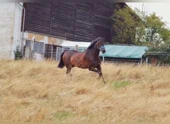 Wuerttemberg, Gelding, 17 years, 17,1 hh, Brown