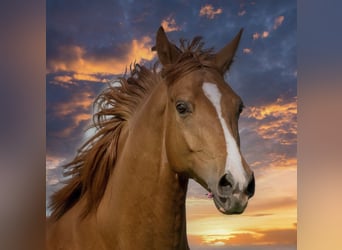 Wuerttemberg, Gelding, 17 years