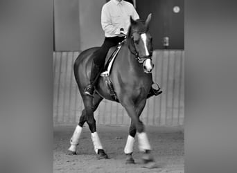 Wuerttemberg, Gelding, 17 years