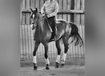 Wuerttemberg, Gelding, 17 years