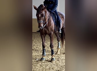 Wuerttemberg, Gelding, 18 years, 17 hh, Chestnut