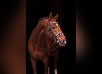 Wuerttemberg, Gelding, 18 years, 17 hh, Chestnut