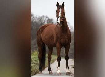 Wuerttemberg, Gelding, 18 years, 17,1 hh, Brown