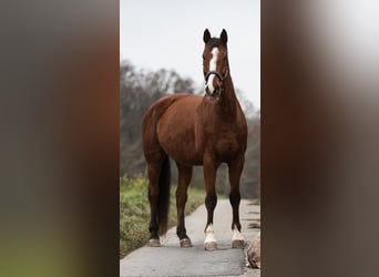 Wuerttemberg, Gelding, 18 years, 17,2 hh, Brown