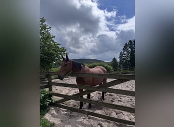 Wuerttemberg, Gelding, 20 years, 16.1 hh, Brown