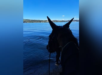 Wuerttemberg, Gelding, 20 years, 16.3 hh, Brown