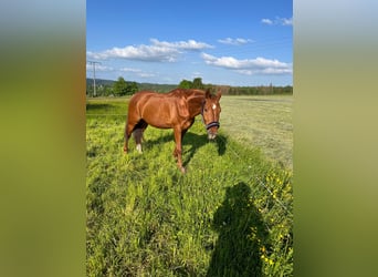 Wuerttemberg, Gelding, 21 years, 16,1 hh, Chestnut-Red