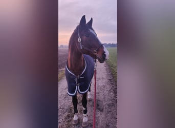 Wuerttemberg, Gelding, 22 years, 16,3 hh, Brown