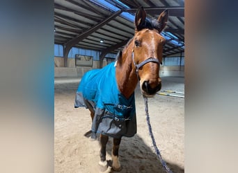 Wuerttemberg, Gelding, 25 years, 16 hh, Brown