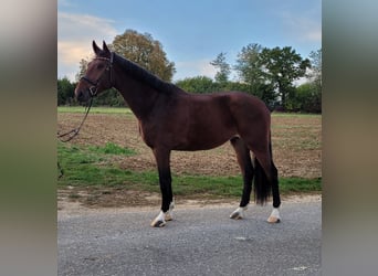 Wuerttemberg, Gelding, 3 years, 16.3 hh, Brown