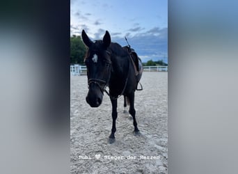 Wuerttemberg, Gelding, 4 years, 16,2 hh, Black
