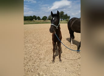 Wuerttemberg, Gelding, 4 years, 17.1 hh