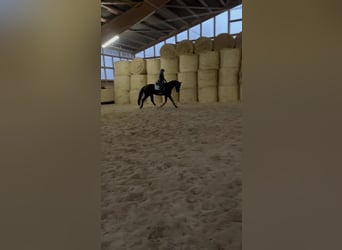 Wuerttemberg, Gelding, 4 years, 17.1 hh