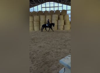 Wuerttemberg, Gelding, 4 years, 17.1 hh