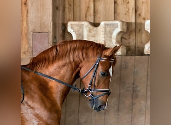 Wuerttemberg, Gelding, 5 years, 16.1 hh, Chestnut-Red